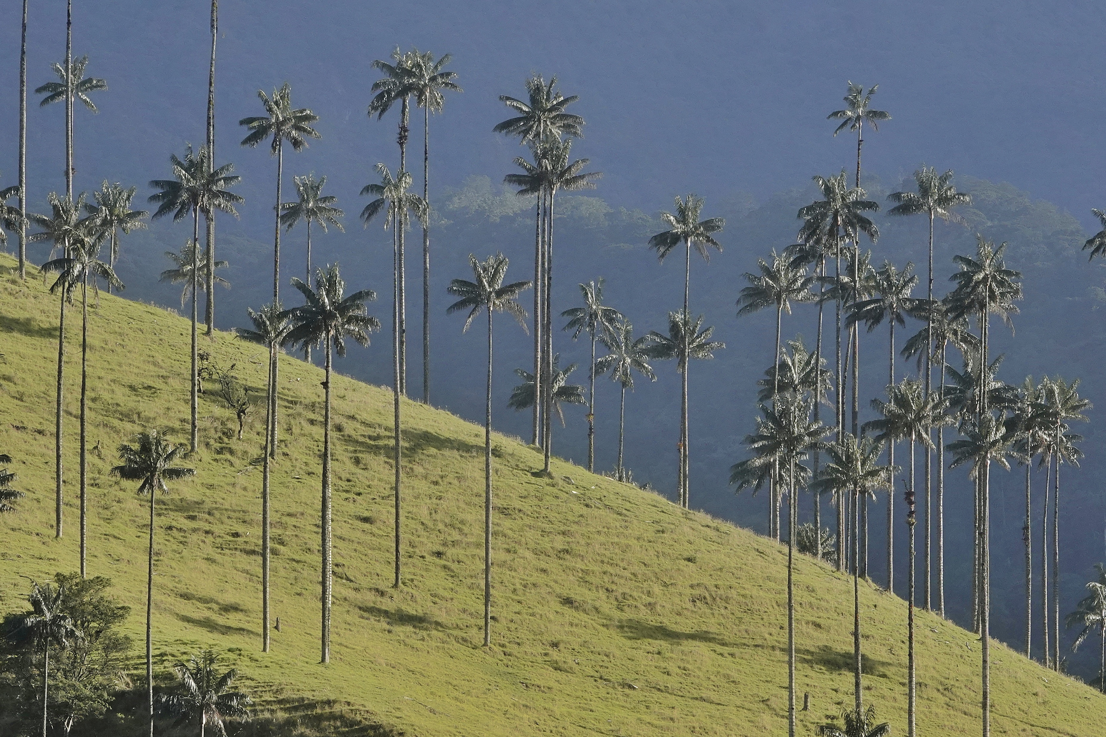 Palmiers de cire de la vallée de Cocora